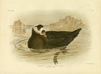 Spectacled Petrel by Gracius Broinowski